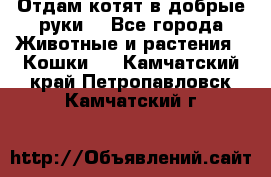 Отдам котят в добрые руки. - Все города Животные и растения » Кошки   . Камчатский край,Петропавловск-Камчатский г.